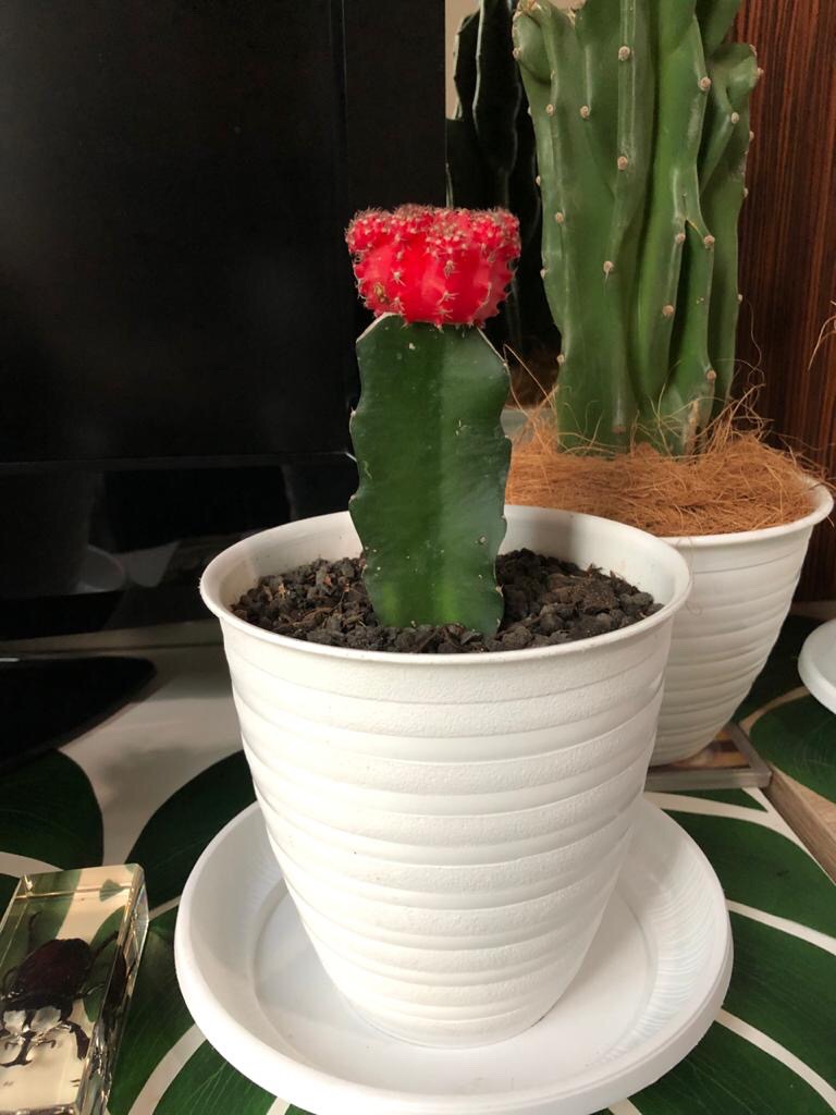 Kaktus Gymno Impor Size Big/jumbo