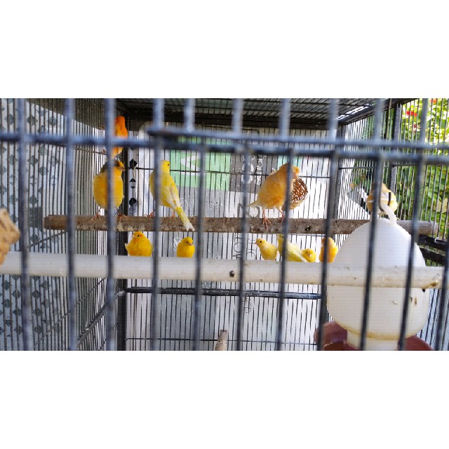 BURUNG KENARI ORANGE SEPASANG