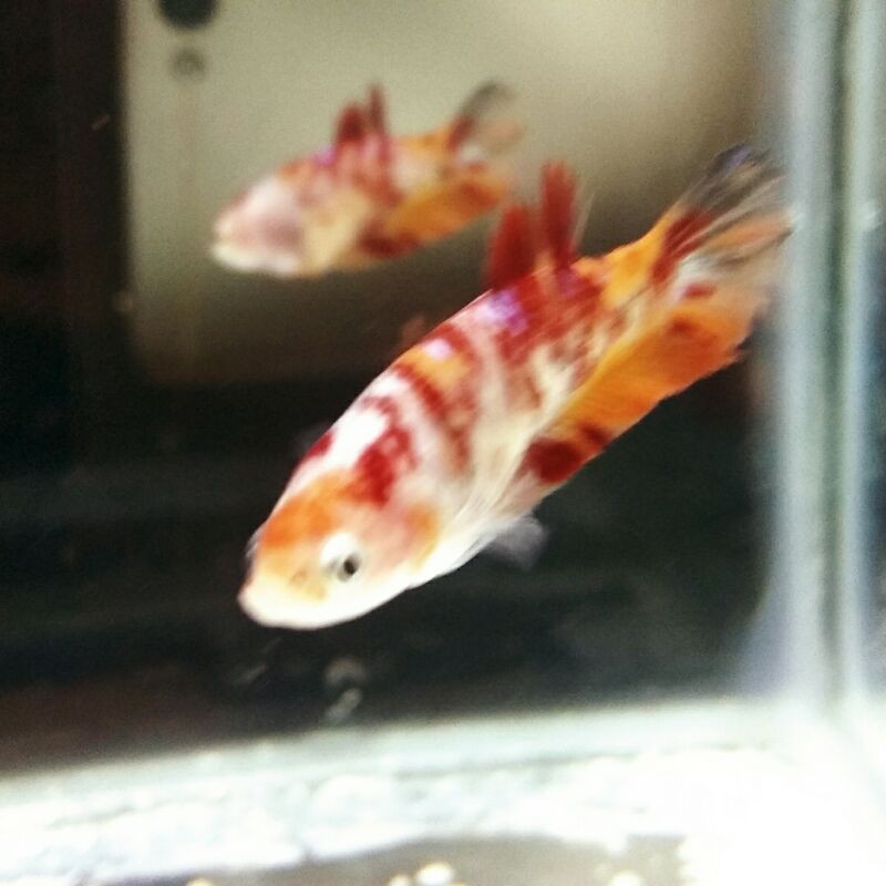 Cupang grade female nemo gold leopard line gold