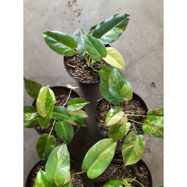 Tanaman Philodendron Burlemarx Varigata Burlemarxi Varigata