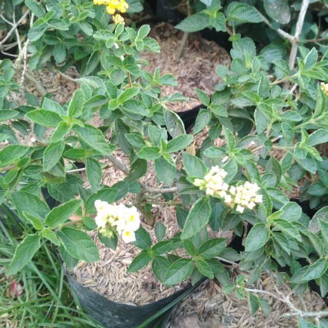 Bibit Tanaman Hias Lantana Putih