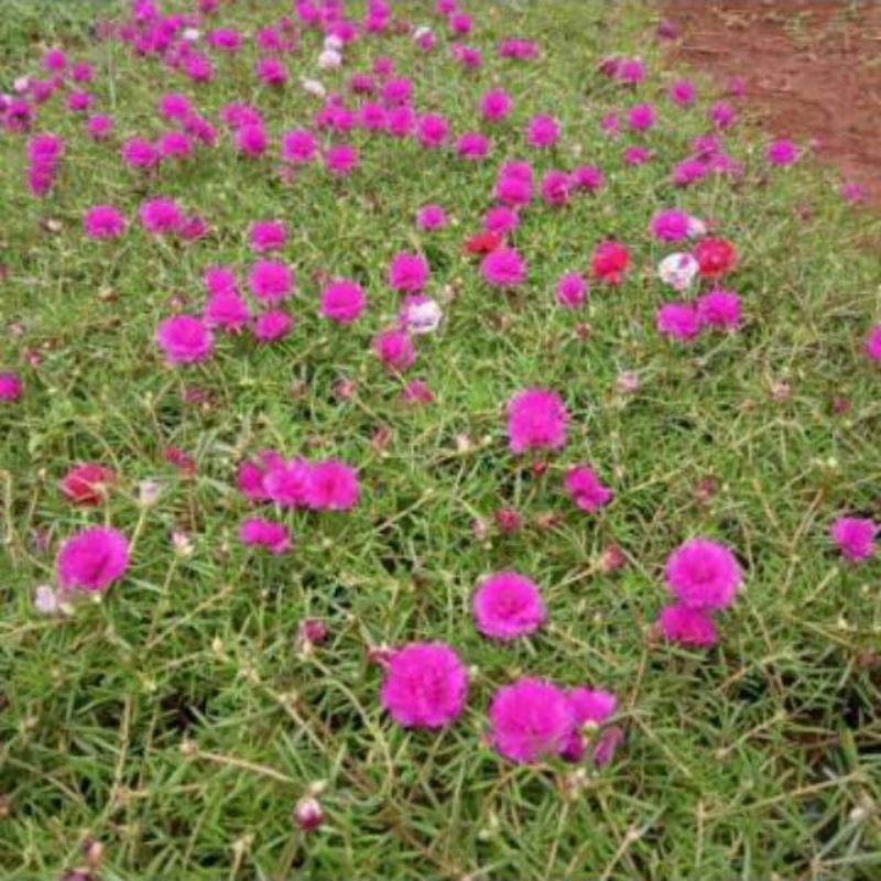 BUNGA KROKOT# KROKOT GANTUNG