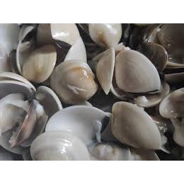 

Termurah / "Kerang Tahu / Putih" Terlaris
