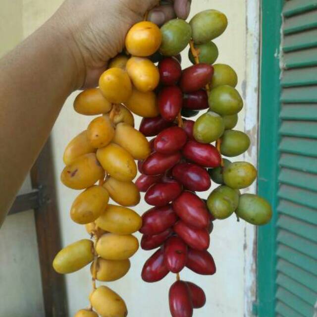 

Kurma muda 500 gram