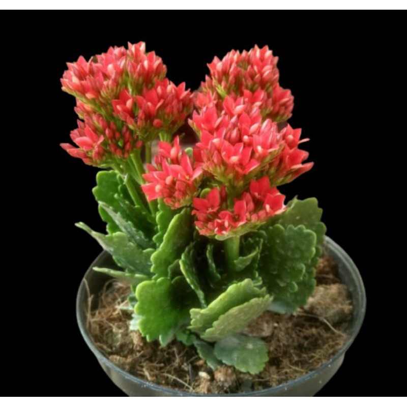 PAKET 4 WARNA TANAMAN COCOR BEBEK | KALANCHOE BLOSSFELDIANA | TANAMAN HIDUP ASLI BERKUALITAS, MURAH