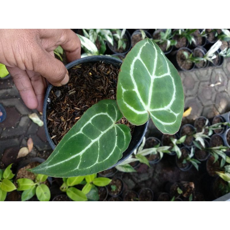 Anthurium Kuping Gajah Daun Besar