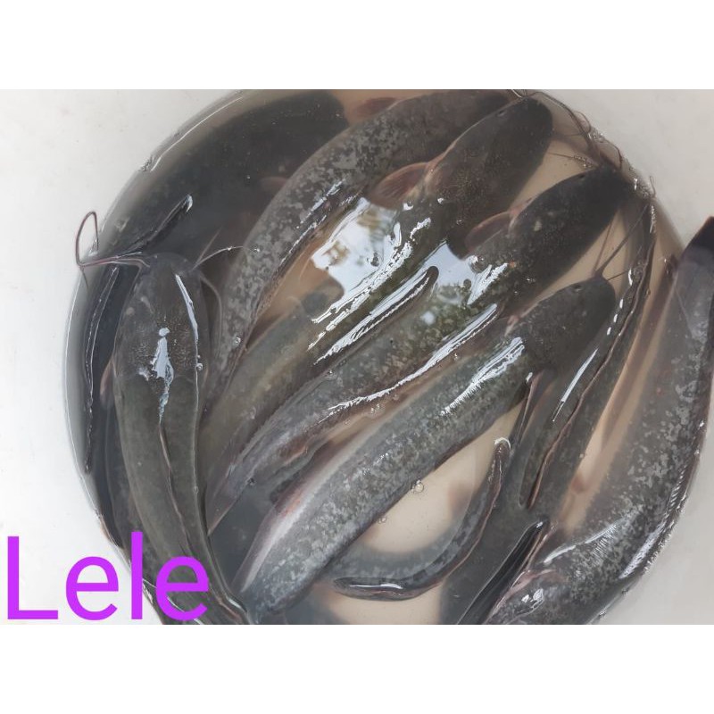 

IKAN LELE SEGAR,/500GRM