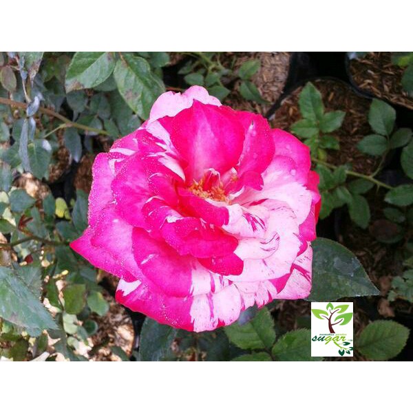 Tanaman Bunga Mawar Candy Pink