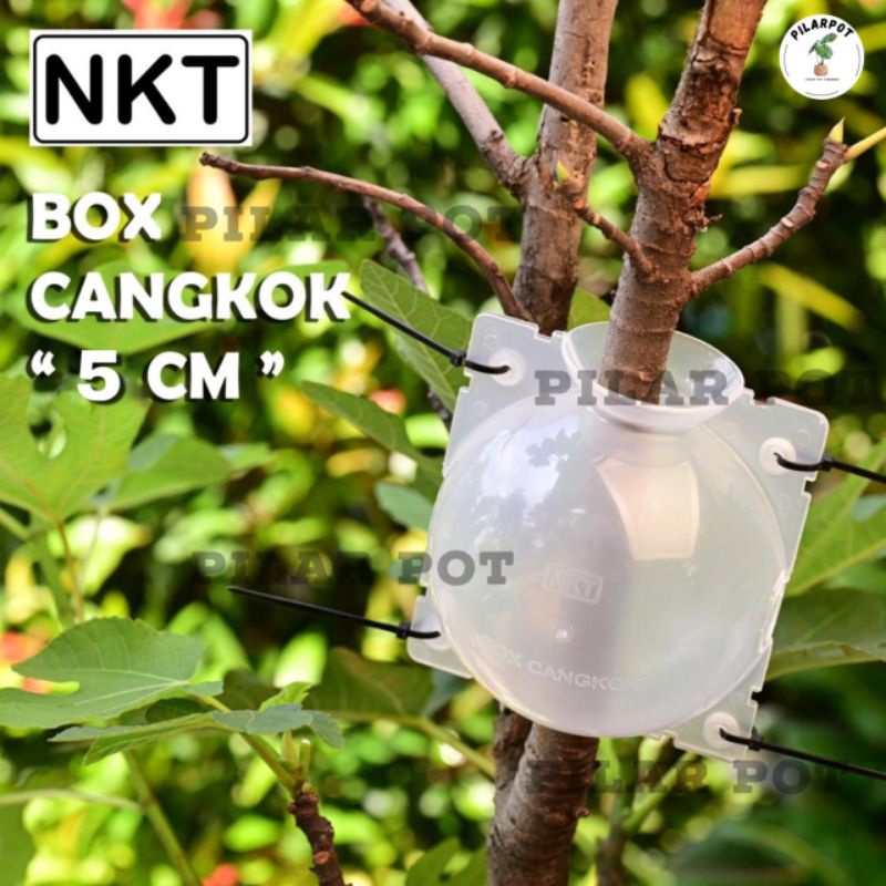 Tempat pot wadah nkt box media cangkok 5 cm bening - SATUAN MINI