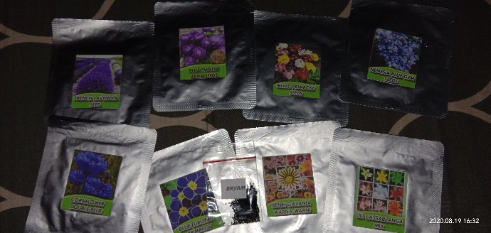 Biji Bunga Blue Europan Primrose