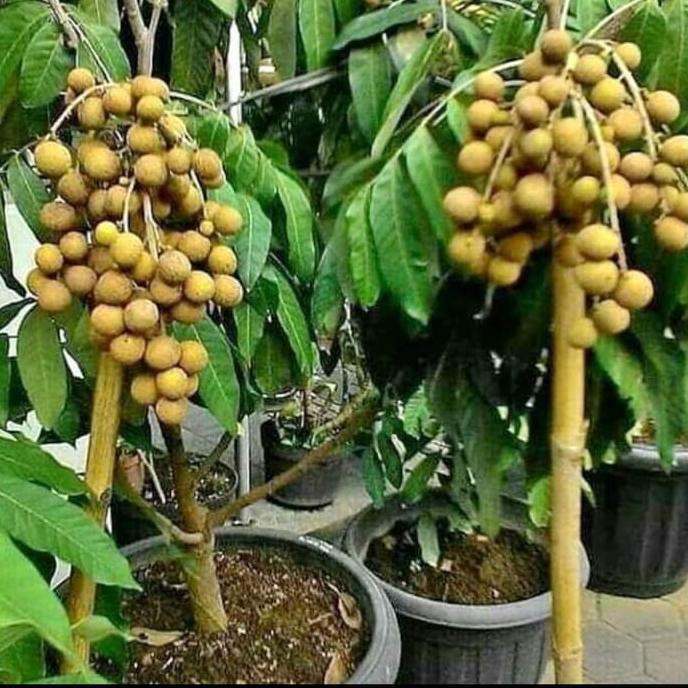 @_@ BIBIT KELENGKENG HAWAI SUPER (TABULAMPOT) *_@