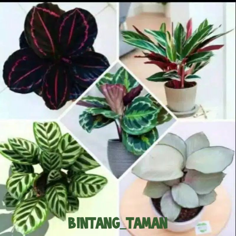 Paket murah 5 tanaman hias calathea - tanaman indoor calathea