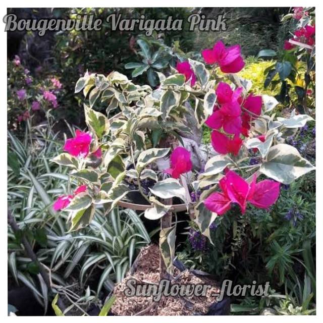 Bunga Bougenville  Varigata Ungu