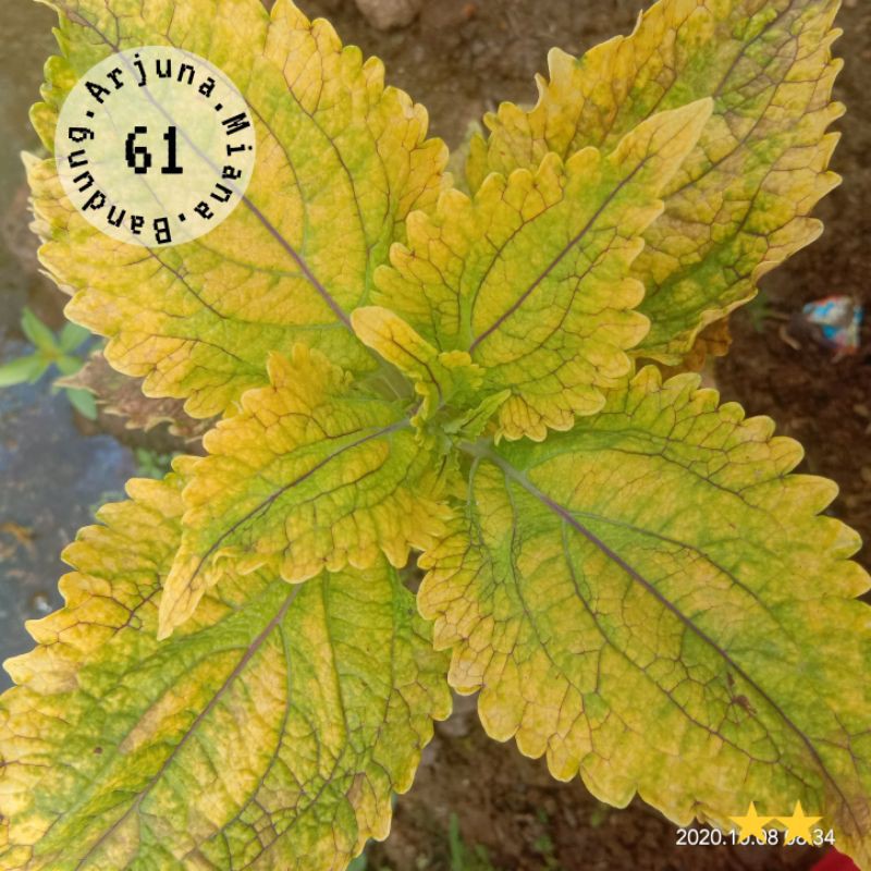 Miana kode 61/ Arjuna MianaBandung