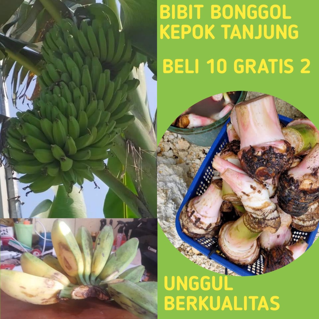 Bibit Pisang Kepok, Bibit Pisang Kepok Tanjung, Bibit Pisang Kepok Kuning Super