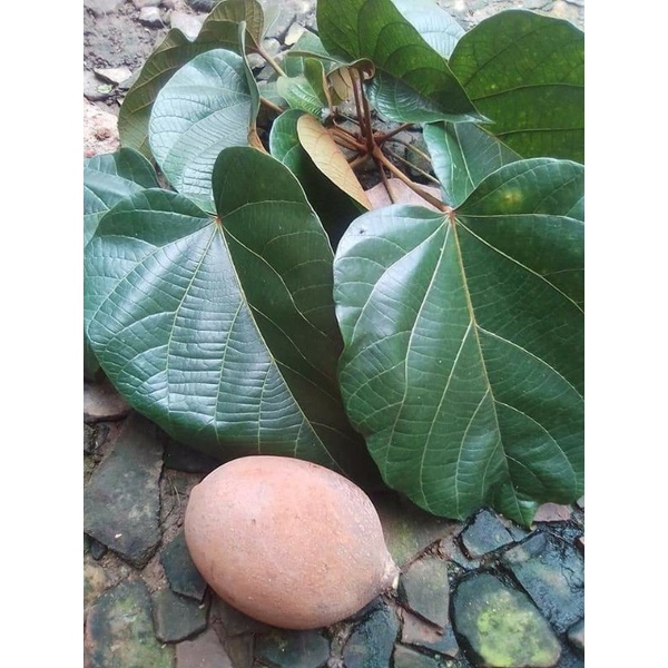 

Daun Picung Daun keluwek perlembar