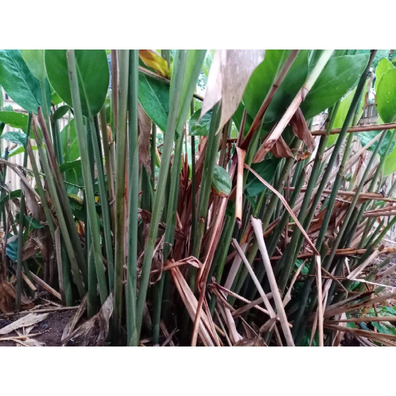 

lengkuas atau laos segar dan berkualitas per 500 gram