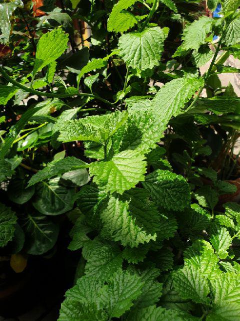 Stella Aerosol Orange 400 Ml