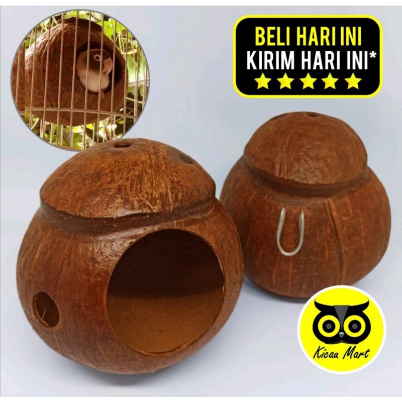 Glodok batok kelapa lovebird tempat tidur lb seting konslet nagen