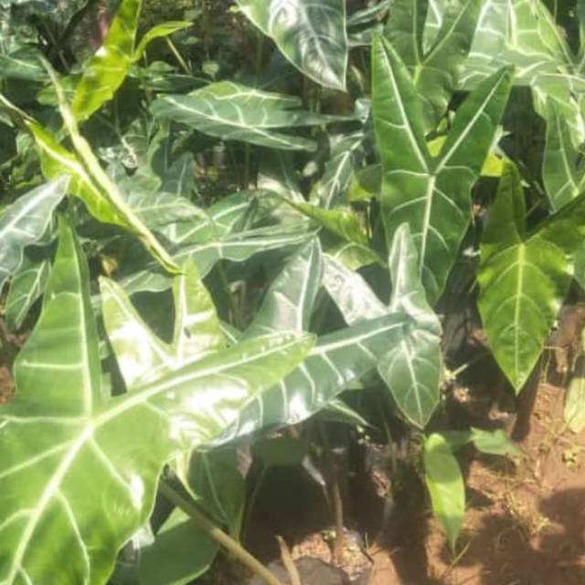 Bibit amazon lokal / kuping kelinci