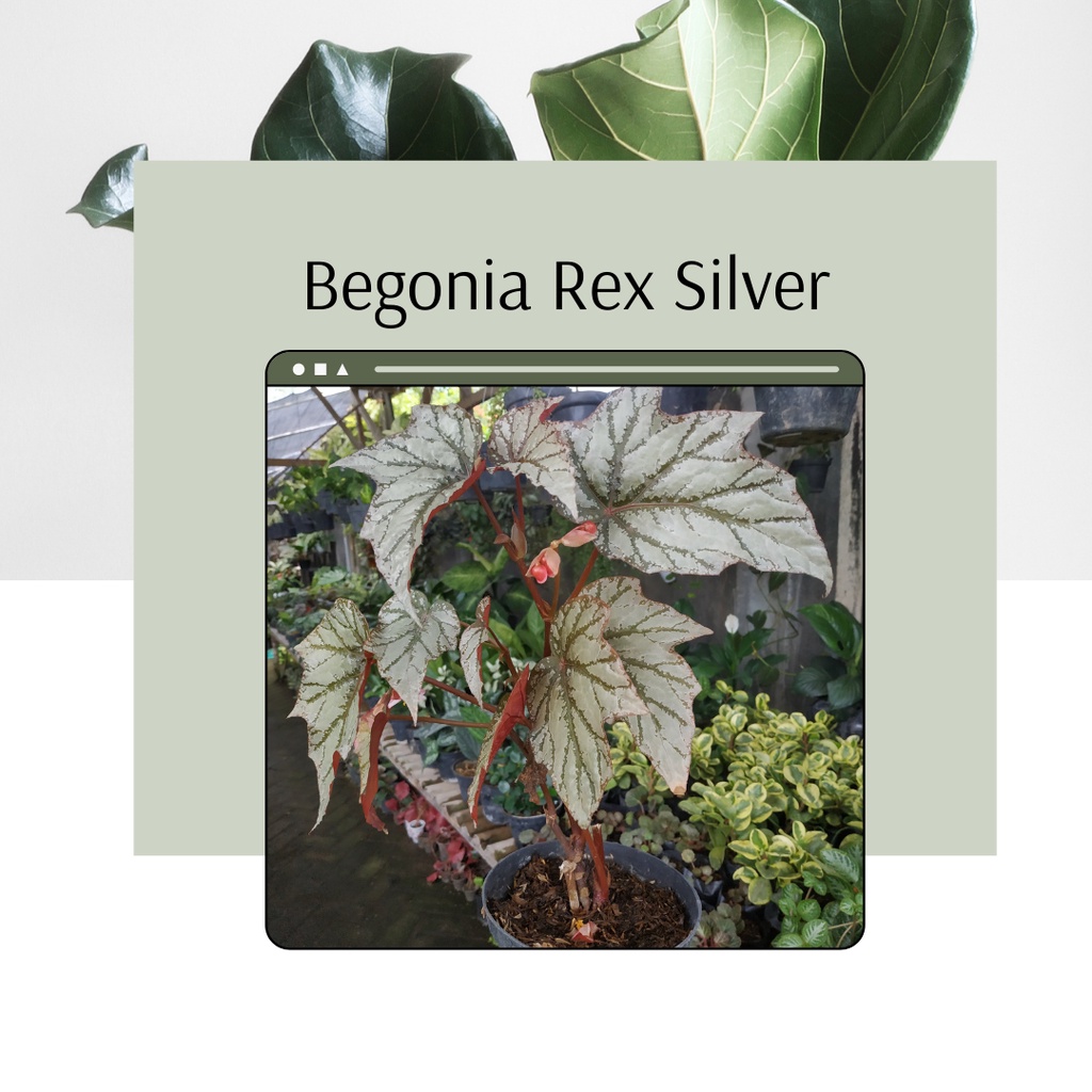 Tanaman Hias Begonia Rex Silver Bunga Begonia Rex Silver