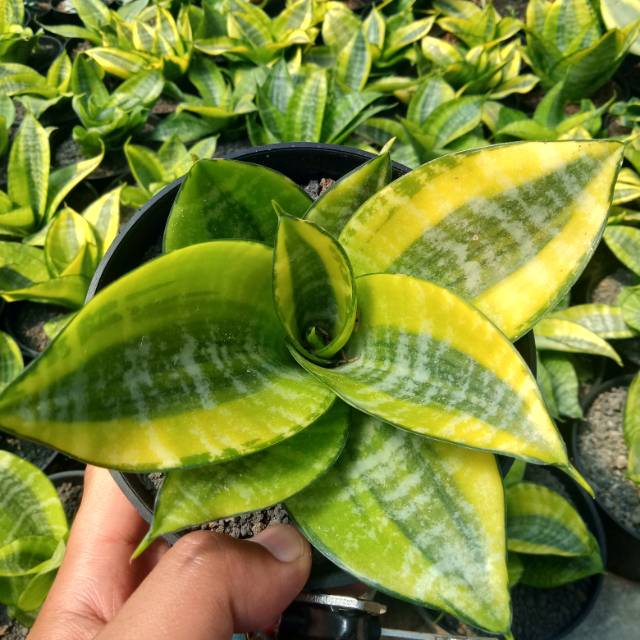 Sensivera Hanii Philipina