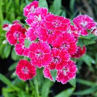 Benih Bibit Biji - Bunga Dianthus Chinese Pink Dianthus chinensis Anyelir Flower Seeds - IMPORT