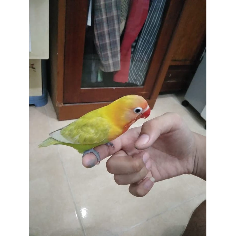 Burung Lovebird Lb Pasjo Pastel Hijau Jinak Lolohan Ternakan