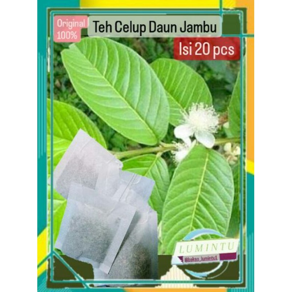 

teh celup daun jambu biji isi 20 pcs , teh herbal untuk sakit perut , mules , teh herbal , teh alami , daun herbal , daun , jambu biji , jambu merah , jambu , akar , pohon jambu , buah jambu , biji jambu , obat herbal , kate mas , daun kelor , teh .