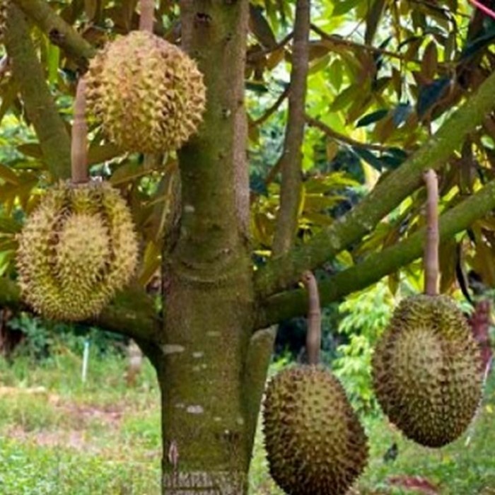 Bibit Tanaman Buah DURIAN MUSANG KING Premium