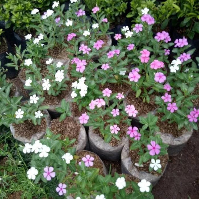 tanaman tapak dara - tanaman tapak dara - pohon bunga tapak dara