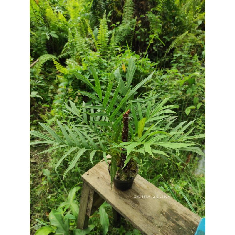 

special rhapidiphora tenuis sp