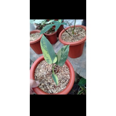 philodendron violin varigata mewah