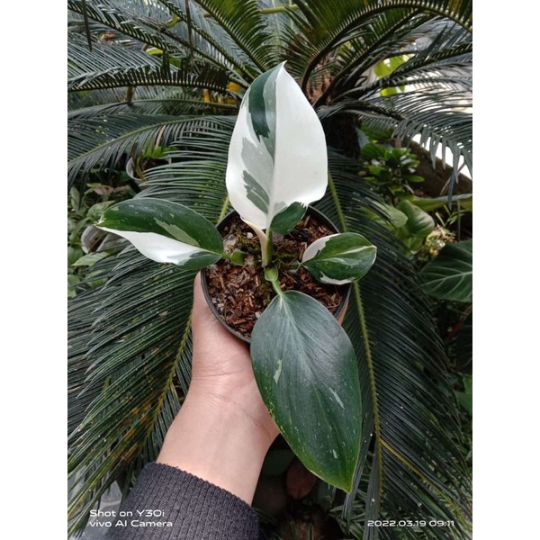 Philodendron white wizard