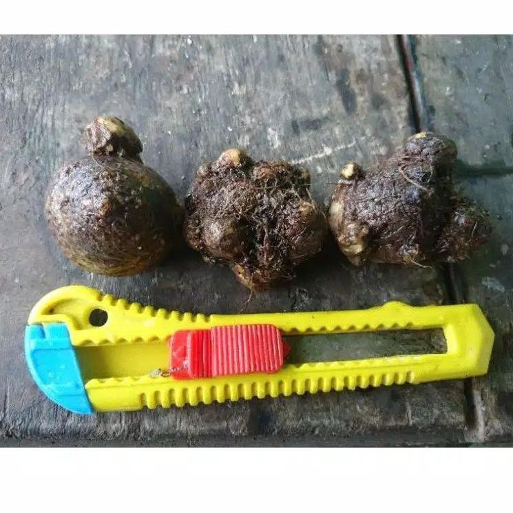 HITZ 2021 Bibit Umbi Tanaman hias caladium / keladi RED GUARDIAN THAILAND THE SERIES