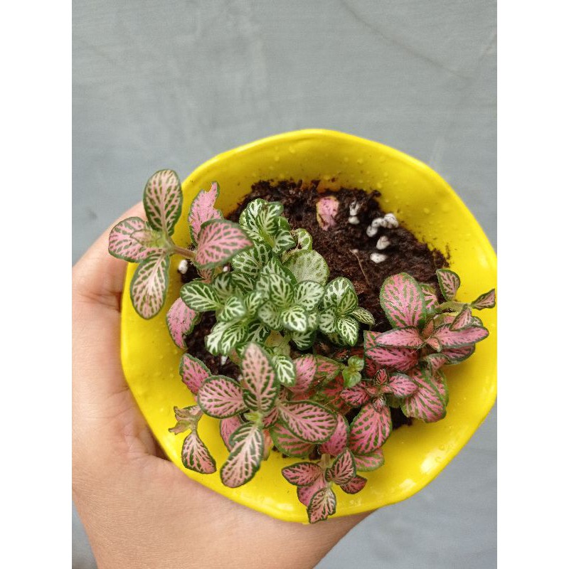 Fittonia Mix Import Tanaman hias