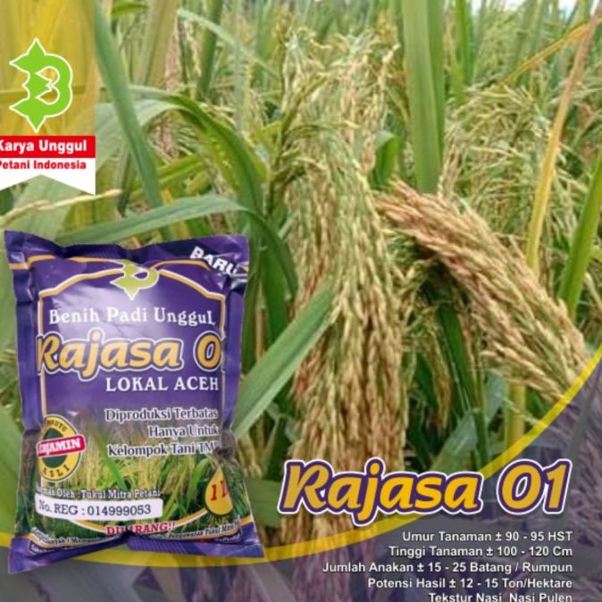 Benih Padi Rajasa 01 / Bibit Unggul Rajasa 01