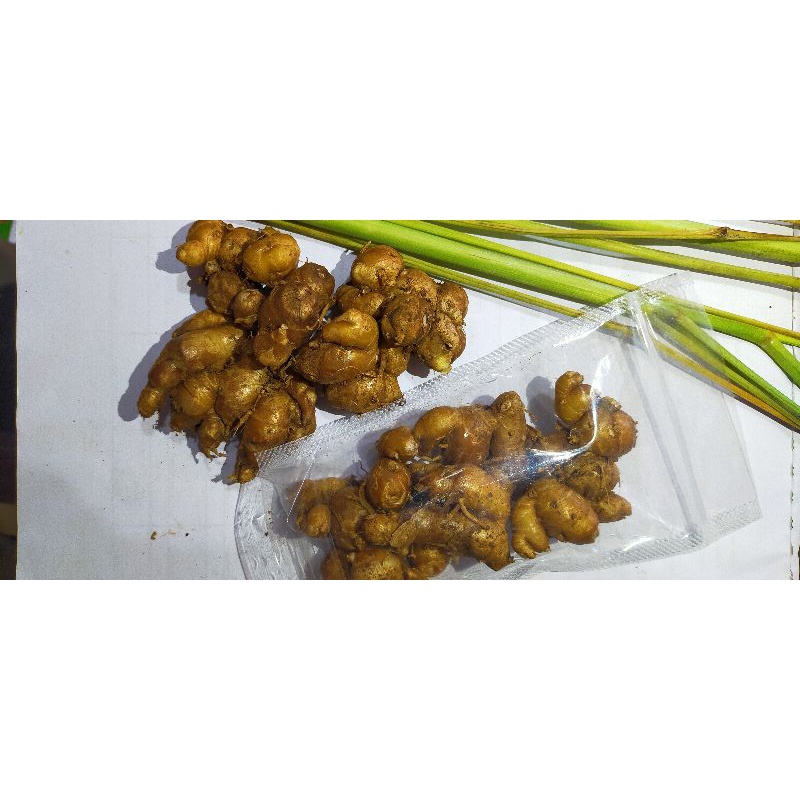 

Kencur 100 gram murni segar super bibit Sand ginger Cutcherry weight 100 gram