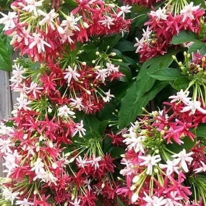 pohon melati belanda - Tanaman hias melati belanda - Tanaman melati belanda-bunga melati belanda