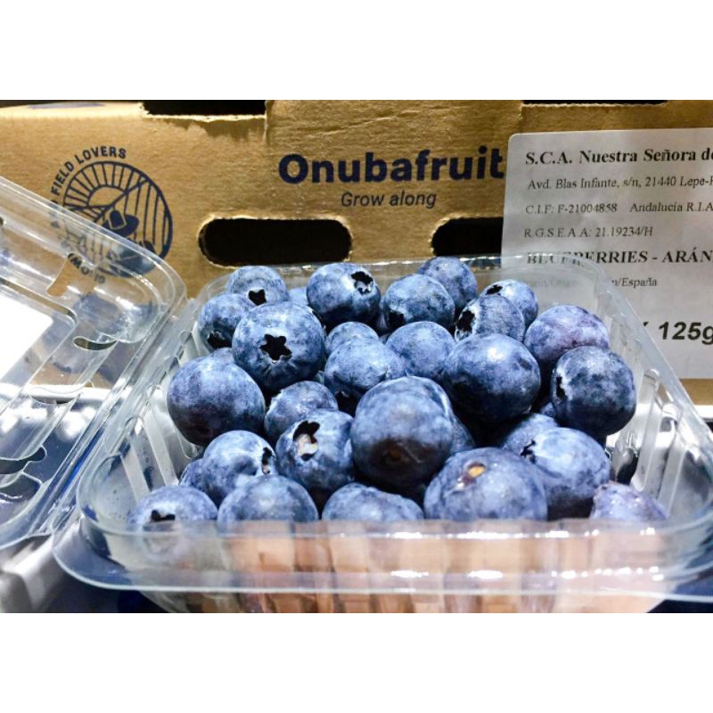 Buah Blueberry Segar | Fresh Blueberry