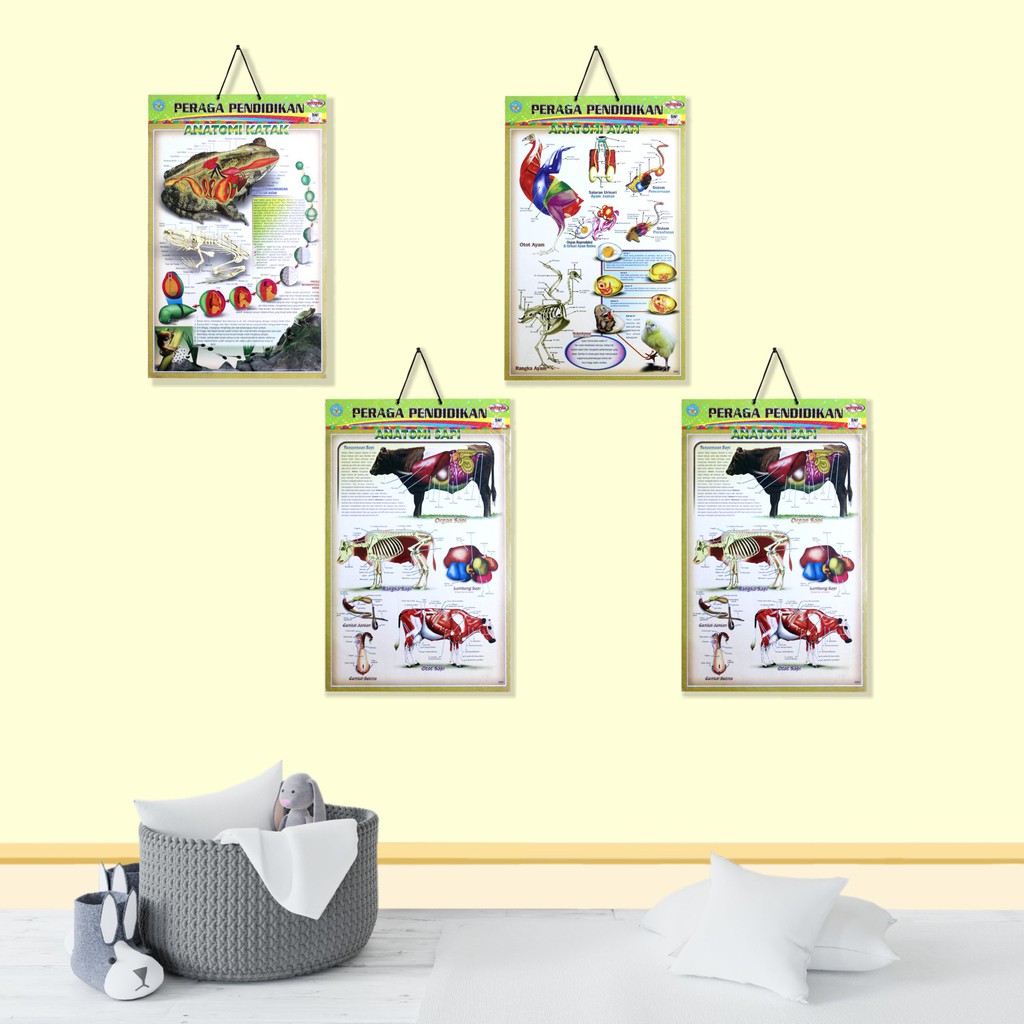 Poster Edukasi / Poster Edukasi Anak Anak  Bingkai Anatomi Hewan : Anatomi Katak / Anatomi Ayam / An