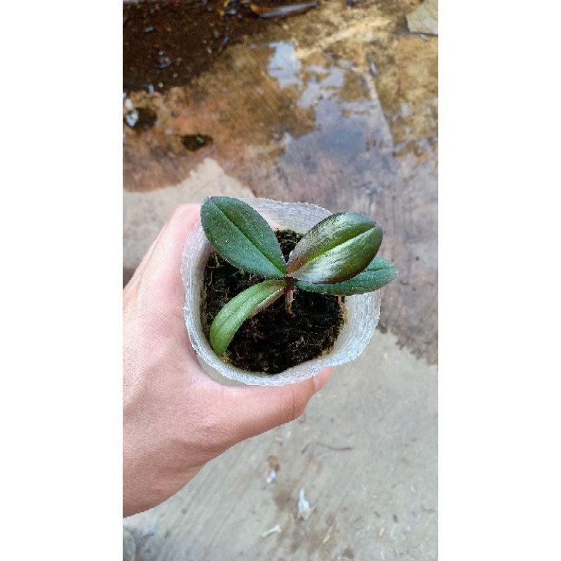 Seedling Anggrek Bulan / Bibit Anggrek Bulan