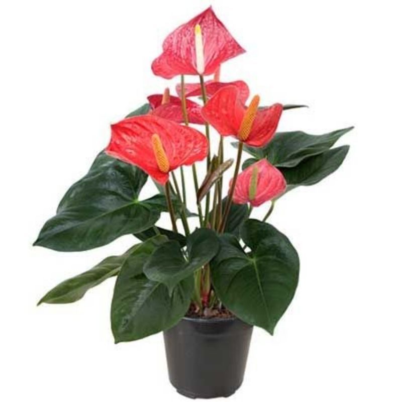 anthurium bunga pink
