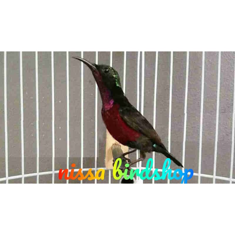 kolibri / konin gacoran