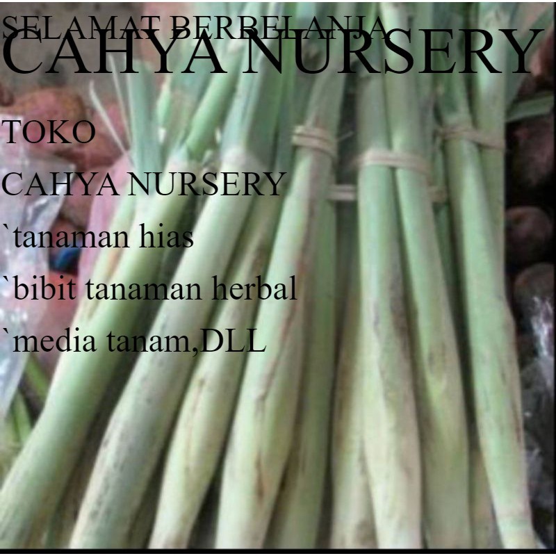 

Promo turubuk sayur segar 500gram Diskon 50%