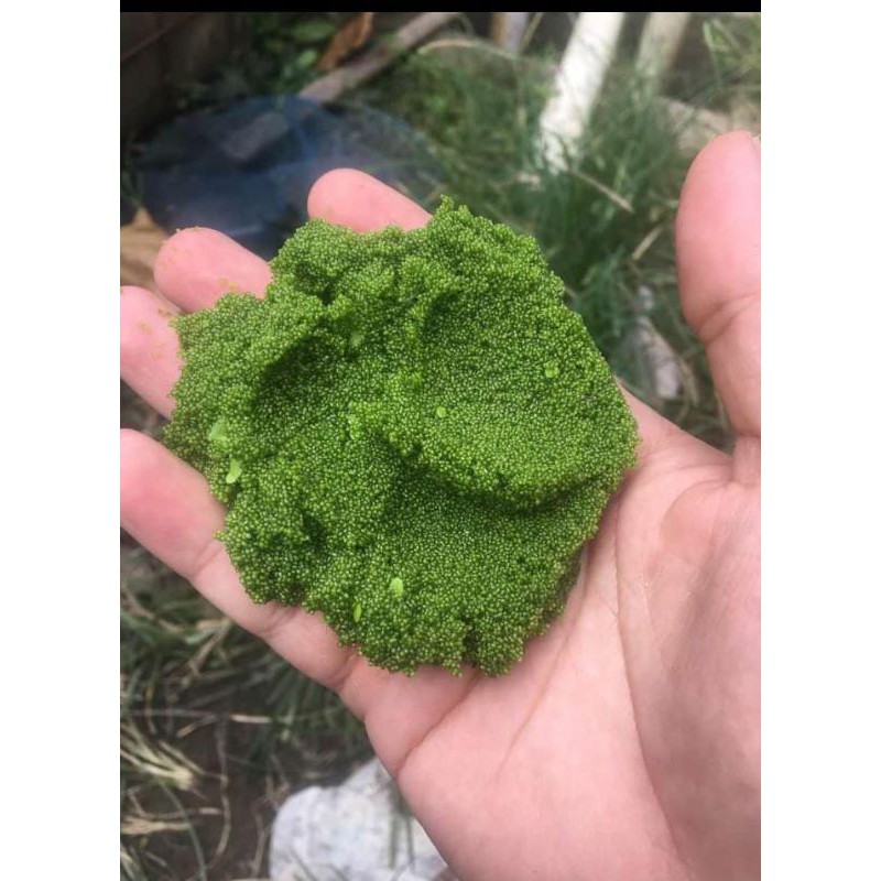 bibit wolffia 50-200gr wolfia ariztha