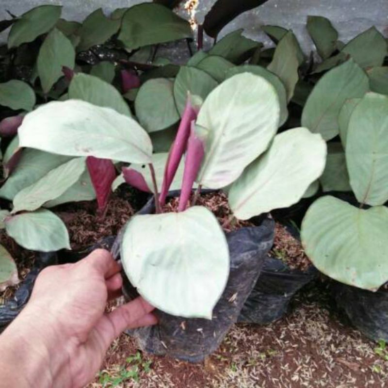 Tanaman hias calathea silver / tanaman calathea silver / tanaman calathea / tanaman hias calathea