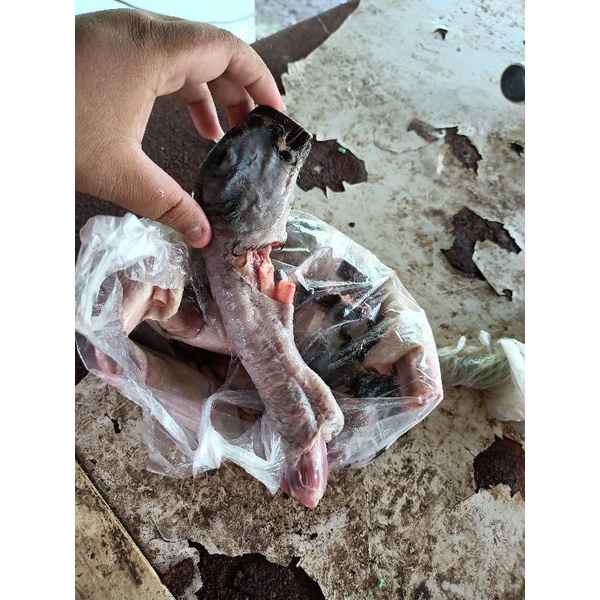 

kepala bebek super 1kg isi 8 sampai 10