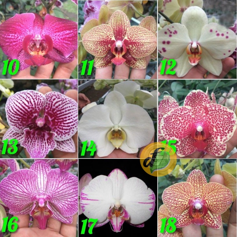 Produsen Bibit Anggrek Bulan Remaja - Phalaenopsis Hybrid Taiwan - Tanaman Bunga Hias LnyX9yQfdAynmj