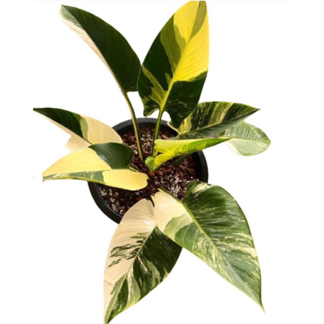 Philodendron Green Congo Varigata Philo Anakan Tanaman Pilodendron Tanaman Hias Murah Tanaman Hias I